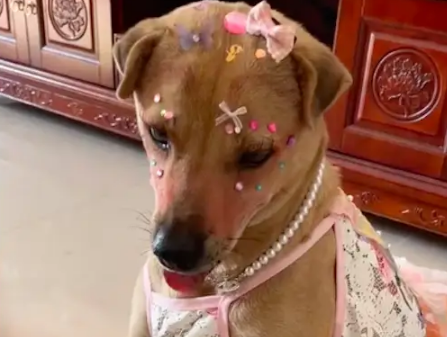 主人给狗狗化妆打扮了下，变成了一只小美狗