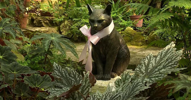 长寿！这只猫“工作”30多年后去世