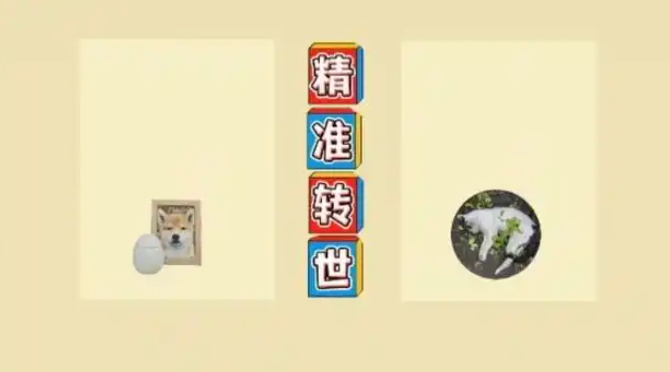 猫咪去世后她花上万元找宠物沟通师 结果扎心了……