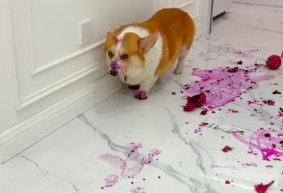 柯基偷吃火龙果，弄得客厅地板它身上都是红色！