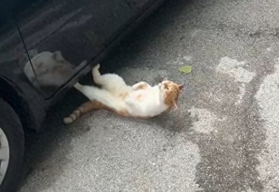 晨起奇遇：流浪猫在车底大秀'仰卧起坐'，萌化路人心！