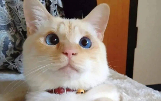 捡了一只蓬头垢面的猫，越长越霸气