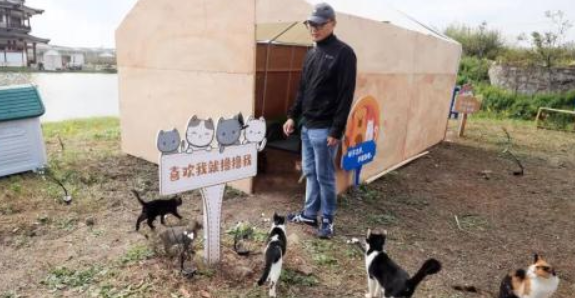 “猫岛”上的流浪猫，找到新家了吗？