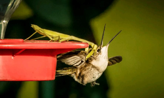 中华螳螂在北美“杀疯了”？实际情况是这样的