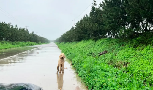 捡蘑菇路上却捡到只巨贵犬，主动跳上车赖上女生，怎么赶都不下去
