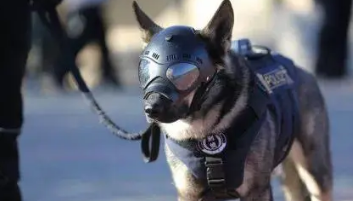 笑出腹肌！那些年被开除的服务犬们
