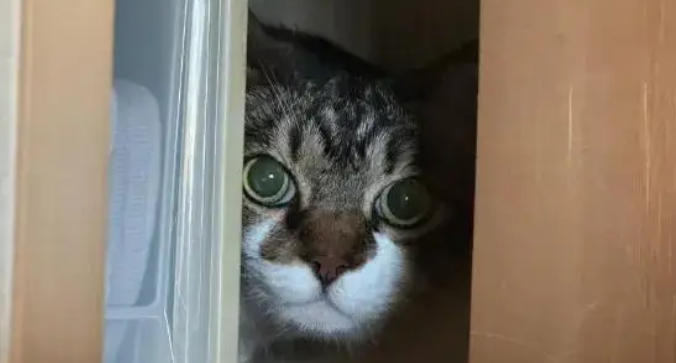 全家出去玩留小猫看家，回来之后发现猫生气了…这得哄多久啊？