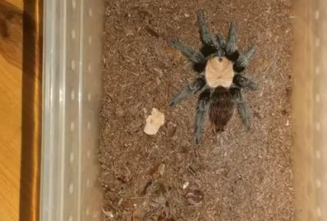 蜘蛛和蛇塞满房间，民警推门进入惊得毛骨悚然