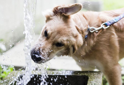 狗主人引导宠物犬趴在直饮水机上喝水