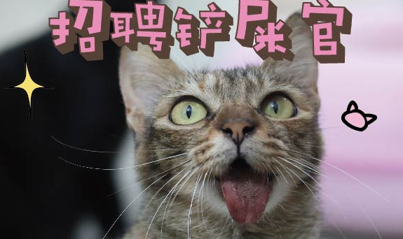 “鬼脸” 小猫歪歪：重伤逆袭“身价”破万，急寻新家