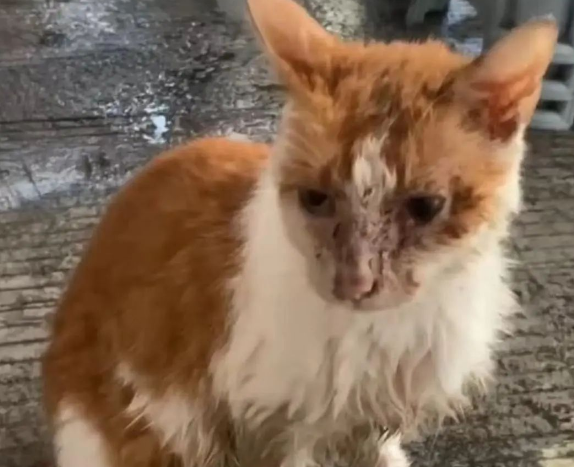 小区流浪猫身中10箭死亡，还有多只猫咪被射伤！