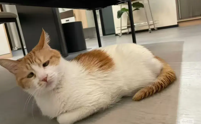 笑死！养了两年的猫被确认是弱智！