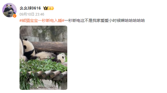 熊猫宝宝一秒断电入睡引发网友热议