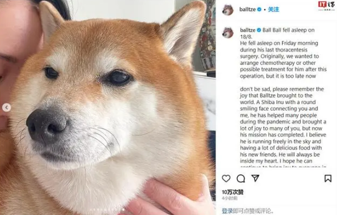 知名“废柴”表情包柴犬Balltze离世
