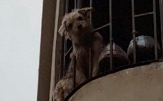 对于每一位铲屎官来说，一旦是养了宠物之后，就请一定要做好照顾它们的准备！它们也就只是个孩子，并没有自理的能力。可能只是你的一个疏忽，都会导致它们无法挽回的后果！