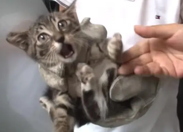 流浪猫妈出车祸，小猫不见踪影，看了车内监控心疼小猫