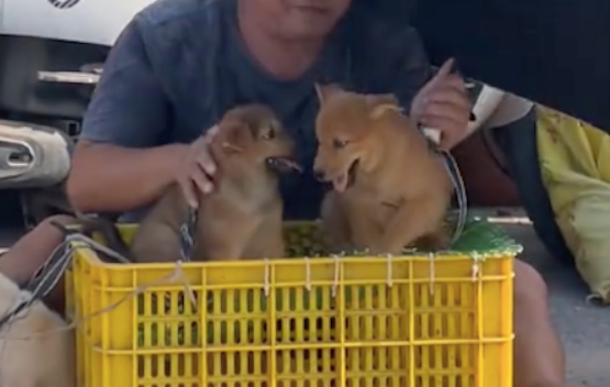 男子路边卖小狗，怕它们热蹲着给它们撑伞遮太阳