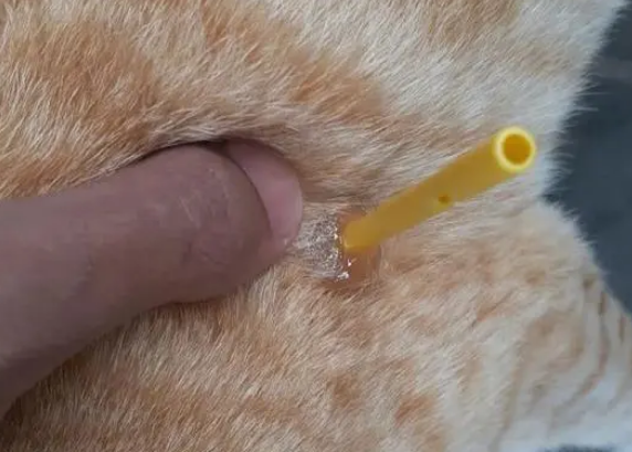 流浪猫身上插着塑料棍，以为被人恶意伤害，拔出一看笑哭