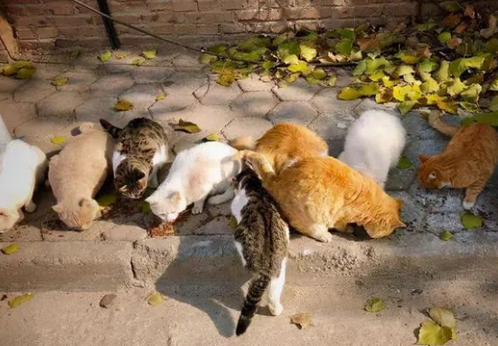 流浪猫伤人后，爱心提供纸箱者是否应担责？
