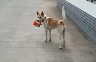 主人给狗买了玩具，狗狗非要叼着在村里走一圈