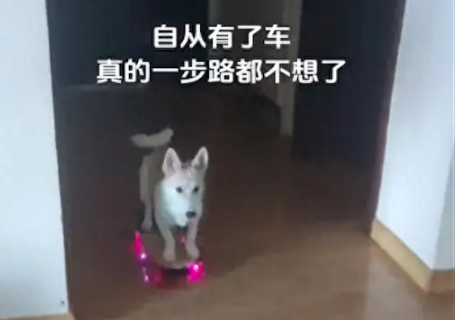 主人自从给狗狗买了滑板车，多近的路它都不愿走了