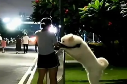 狗主人引导宠物犬趴在直饮水机上喝水