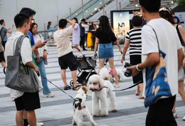 如果宠物数量超过婴幼儿，意味着什么？