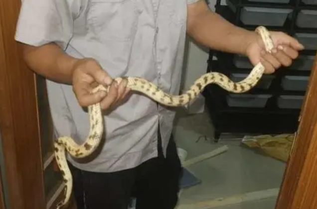 蜘蛛和蛇塞满房间，民警推门进入惊得毛骨悚然