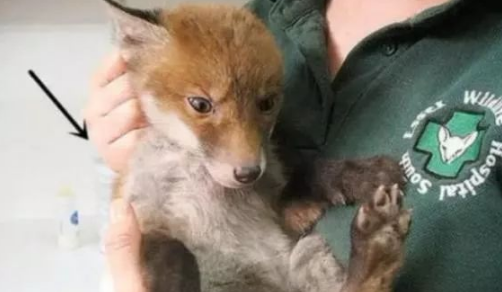 看到个流浪狗觉得可怜带回家，洗干净一看还是扔回去吧！ 