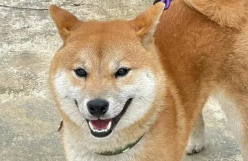 “放任”柴犬咬死猫咪引网友声讨