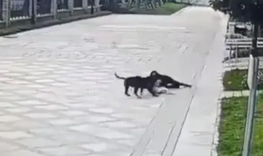 最新！狗主人被刑拘！遭烈犬撕咬女孩母亲发声