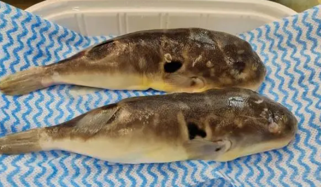 上海一男子食用“小巴鱼”后中毒