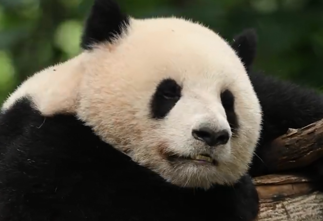 熊猫宝宝一秒断电入睡引发网友热议