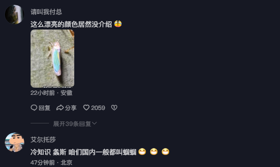 厄瓜多尔的梦幻螽斯，竟能整出无数种花活
