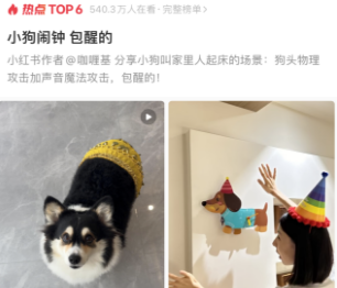 狗头物理攻击加声音魔法攻击，小狗闹钟包醒的！