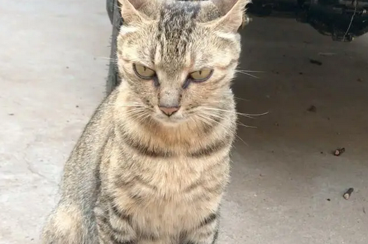“掘金”宠物猫：男子辞职在家养猫，年赚近30万