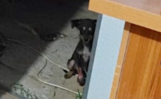 从工地救助回来的狗狗超懂事，静静地坐在门口等待