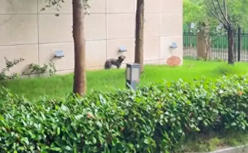 下雨狗只能躲在墙边，身上都被淋湿了可怜兮兮看着人类！