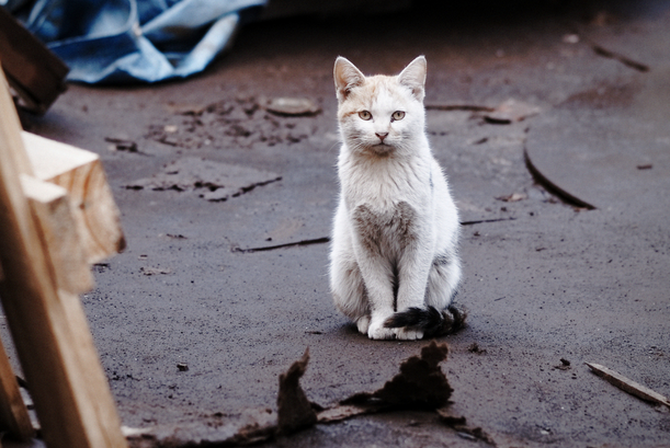 社区协调给20多只流浪猫找新家