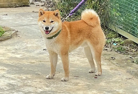 “放任”柴犬咬死猫咪引网友声讨