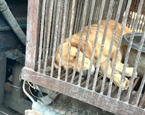 狗肉馆门前关着一只金毛，什么指令都懂好听话