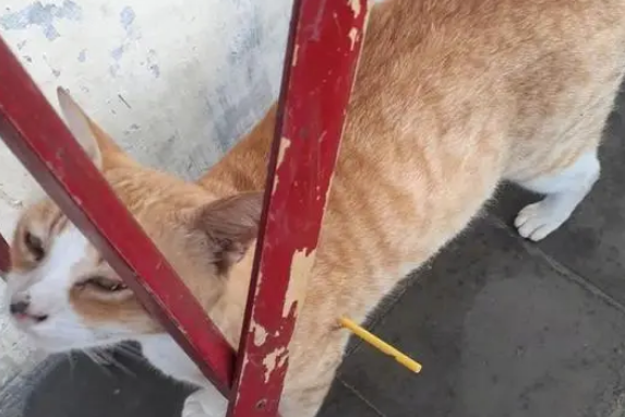 流浪猫身上插着塑料棍，以为被人恶意伤害，拔出一看笑哭