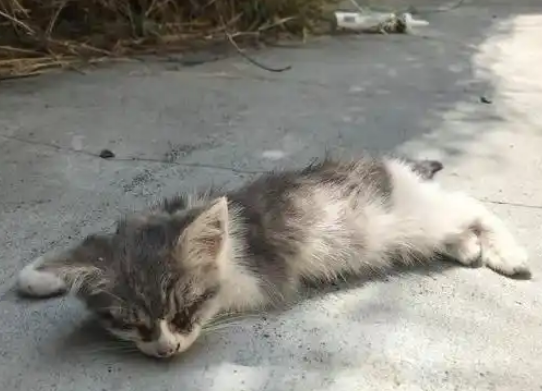 小猫生病无人管，躺地上“等死”，女子不忍送去医院