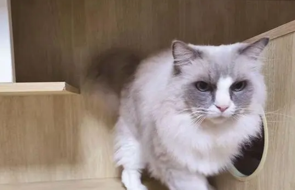 猫咪放店里寄养，主人却“半失联”，该如何处理？