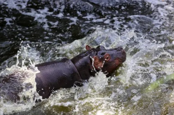 圆润十足超可爱！济南野生动物世界喜添河马宝宝