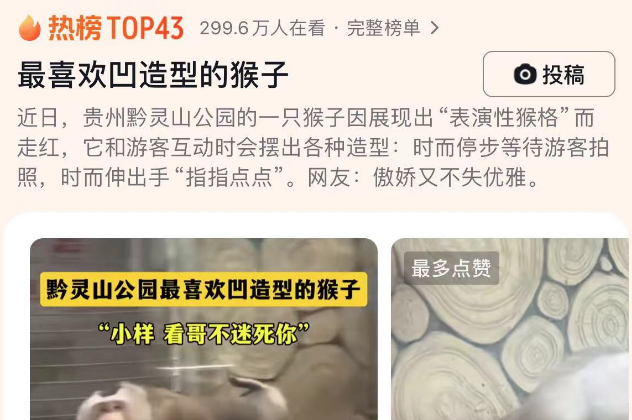 最喜欢凹造型的猴子，快来了解一下