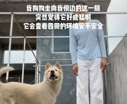主人拍视频时田园犬闯入镜头坐下来，环顾四周是否有危险
