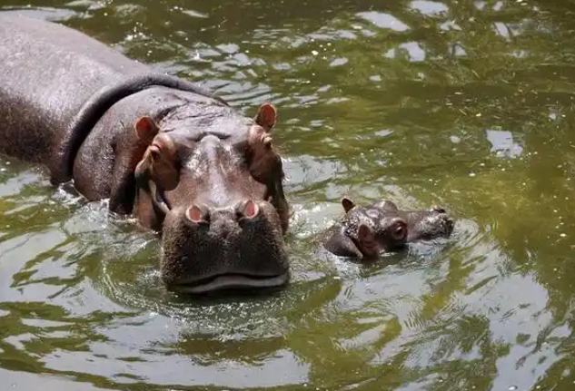 圆润十足超可爱！济南野生动物世界喜添河马宝宝