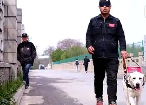“是伙伴，也是家人” 爆火出圈的导盲犬“么么”
