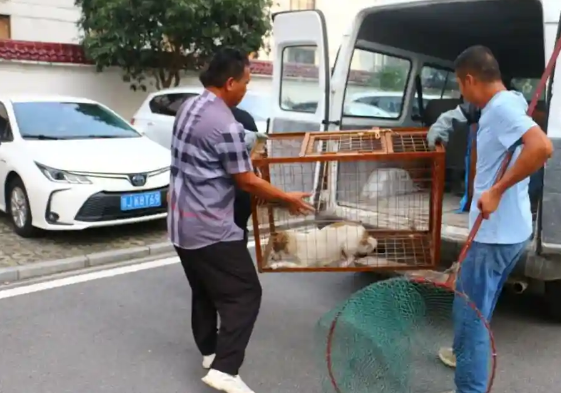 团风：齐“抓”共“管”流浪犬，倡导文明养犬新风尚